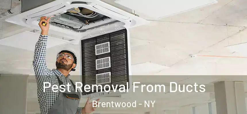 Pest Removal From Ducts Brentwood - NY