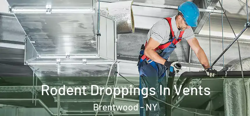  Rodent Droppings In Vents Brentwood - NY